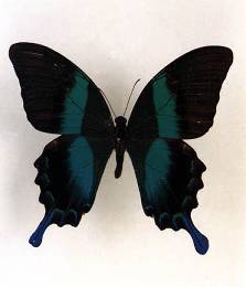 Papilio blumei 